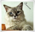 /album/benson/benson-2014-07-14-03-jpg/
